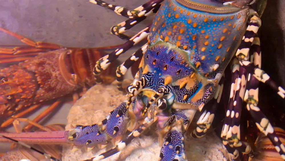 Langoustes de la côte Est